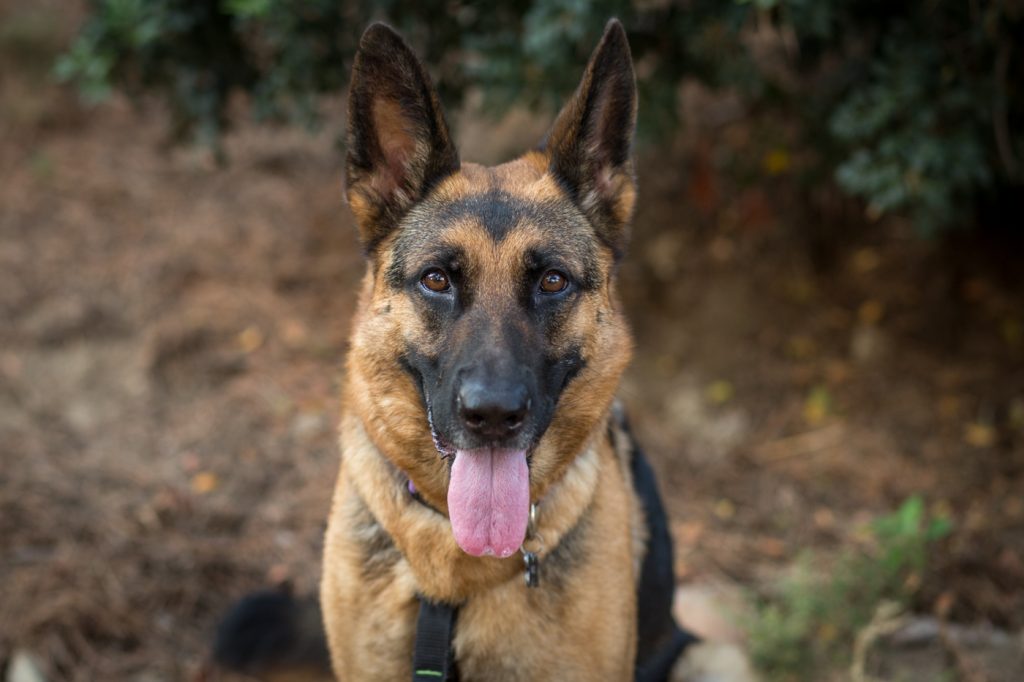 Portrait of a German Shepherd Dog, tongue out, looking straight at the camera
