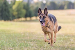 German shepherd dog running through a meadow