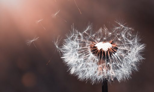 A white dandelion with some of its seeds blowing in the wind